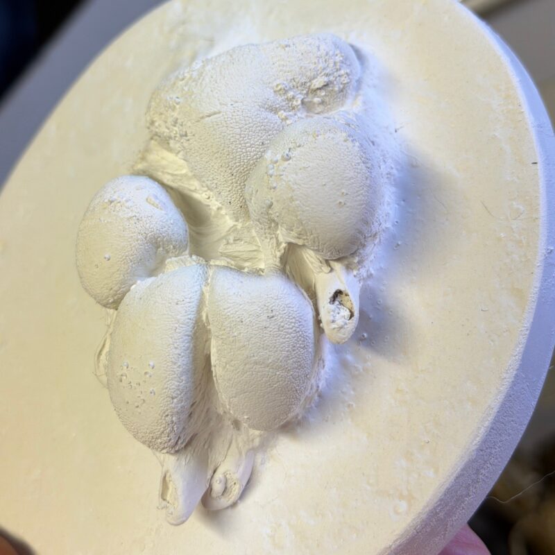 3D Gipsabdruck der Pfote